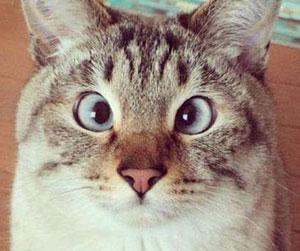 什么是斗雞眼 馬思純是斗雞眼嗎