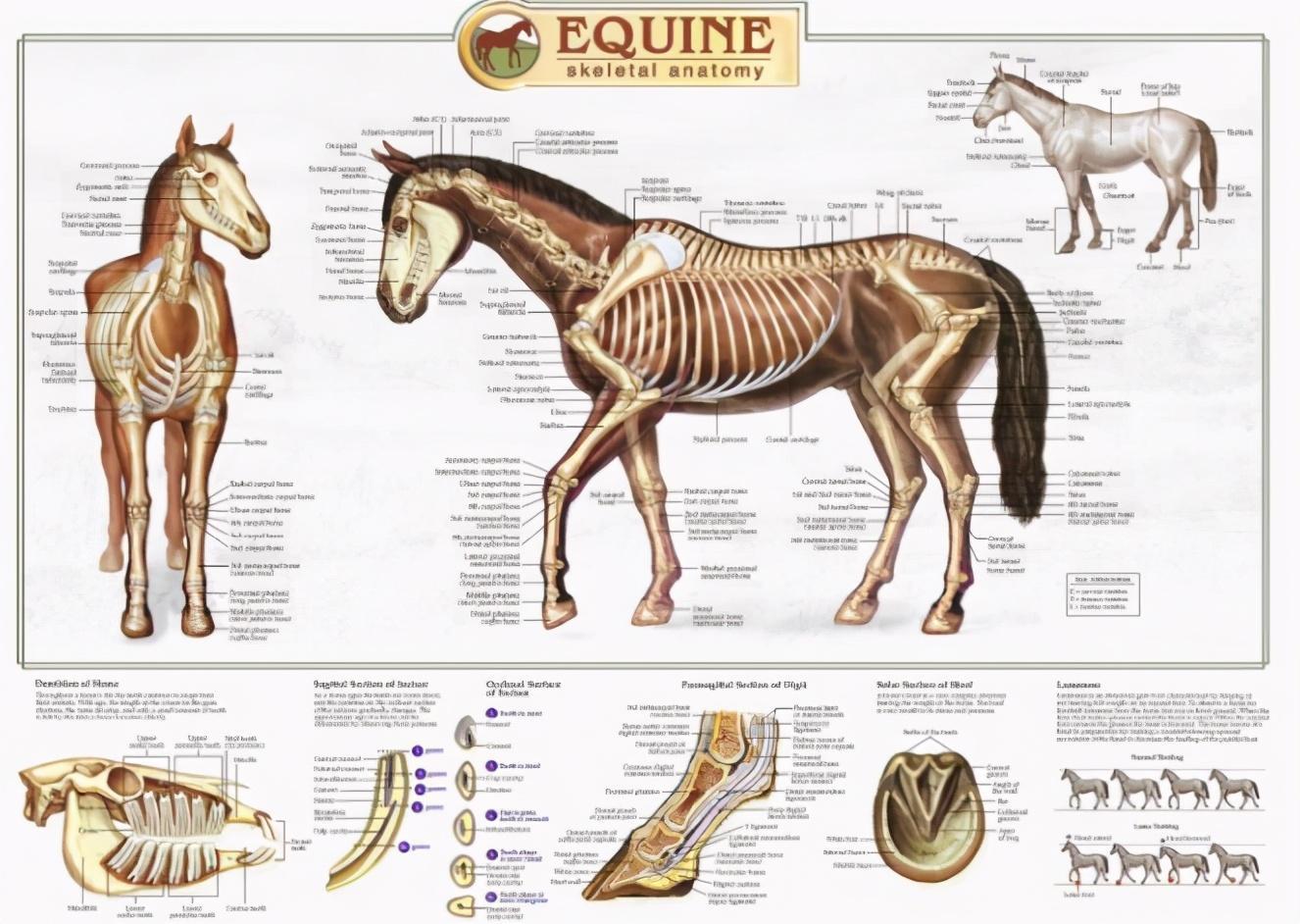 馬是站著睡還是躺著睡(馬是站著睡還是躺著睡)