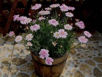 怎么種瑪格麗特(瑪格麗特怎么種)