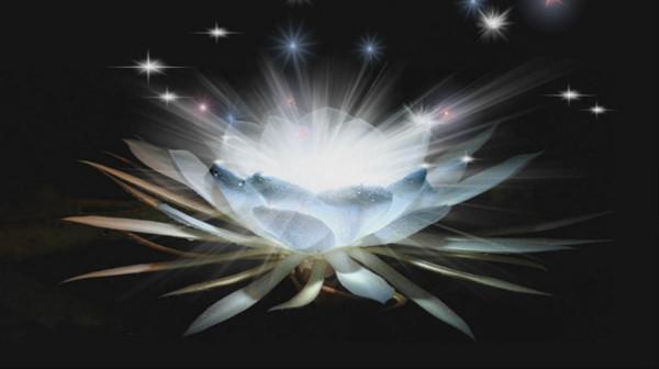 殺甲魚有什么忌諱(殺甲魚會有什么報應嗎)