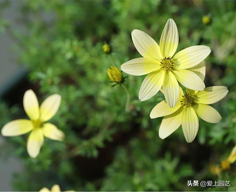 熱文鬼針草養殖方法和注意事項介紹(鬼針草養殖方法和注意事項)