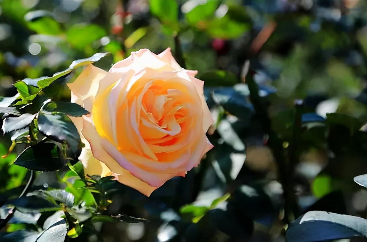 玫瑰怎么養才不會枯萎(玫瑰怎么養才好)