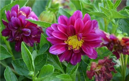 小麗花怎么繁殖(小麗花的繁殖方法)