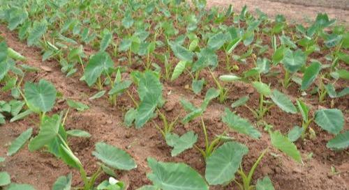 種芋頭的方法有什么(種芋頭的方法)