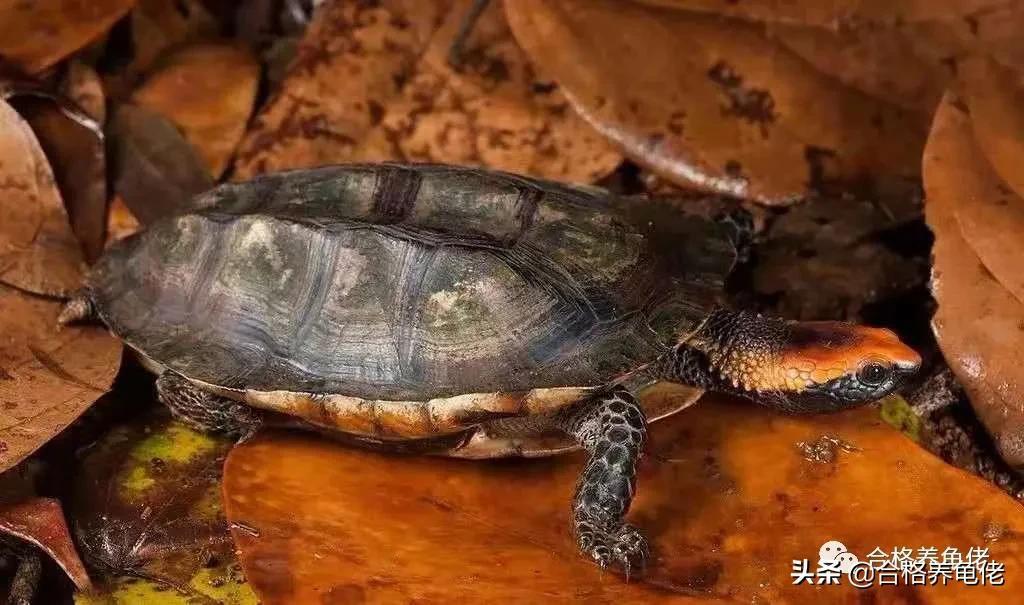 什么龜好養又好看(什么龜好養又好看又長得大)