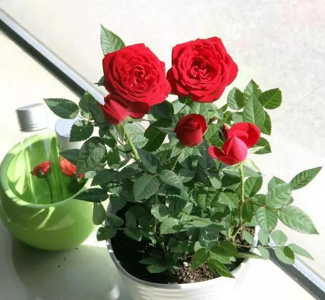 玫瑰怎么養才不會枯萎(玫瑰怎么養才好)