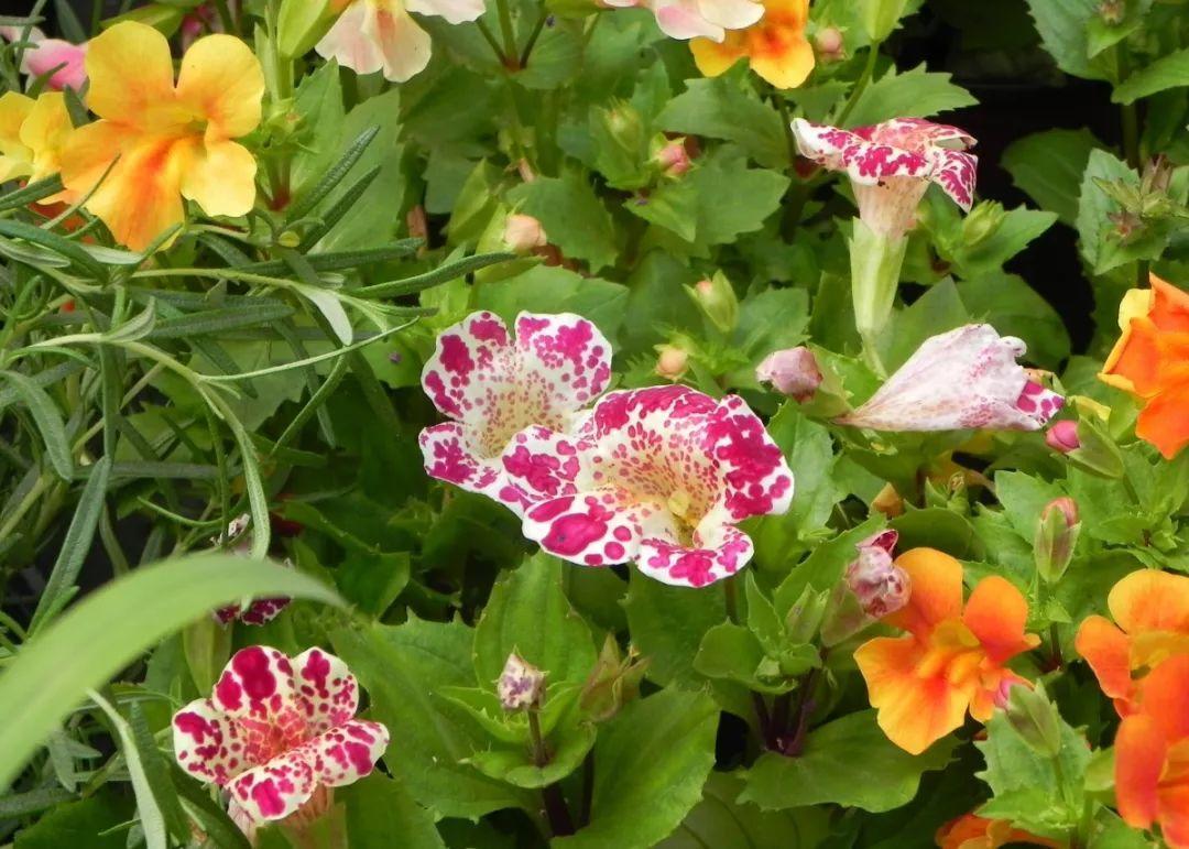 一春一秋不開花的生肖介紹(一春一秋不開花是什么生肖)