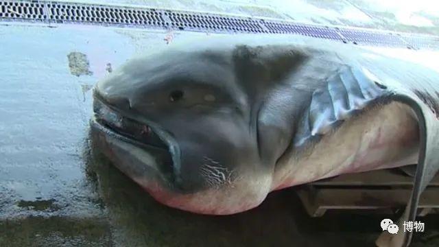 卵生與胎生的區(qū)別(卵生與胎生的區(qū)別在哪里)