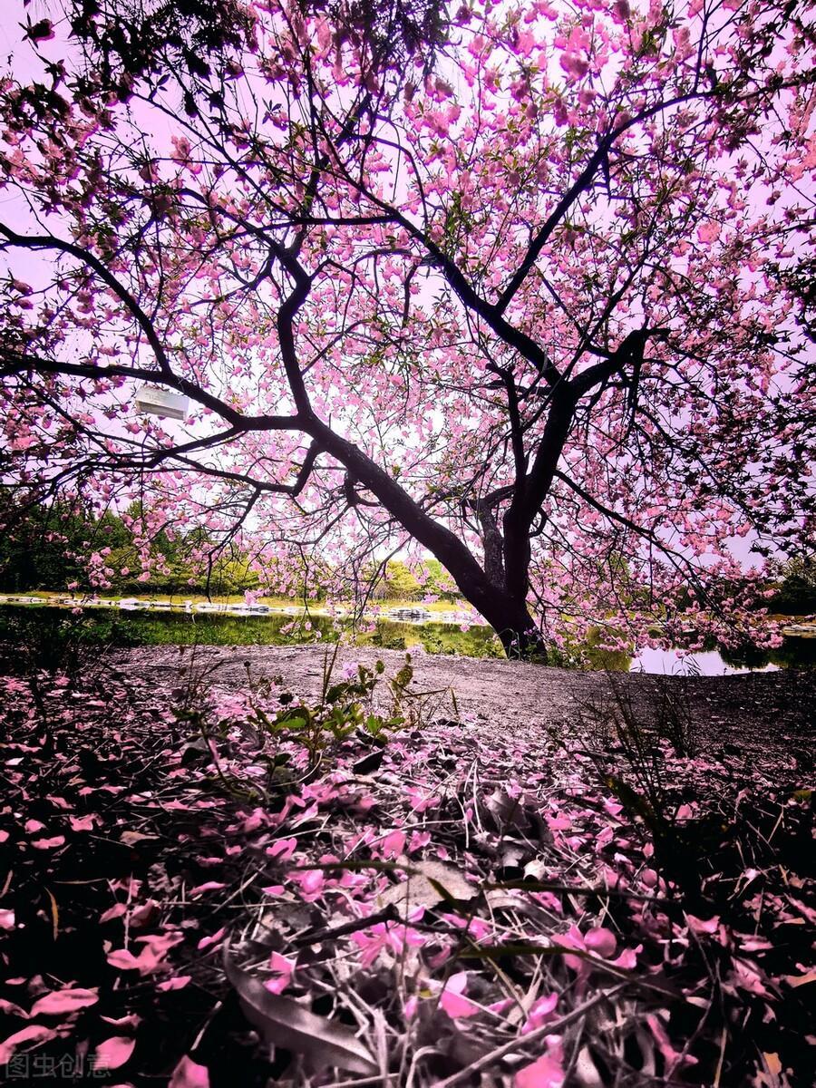 寒食城東即事原文作者是誰(寒食城東即事原文作者)