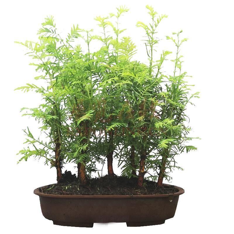 水杉盆景如何養殖(水杉盆景的養殖方法)