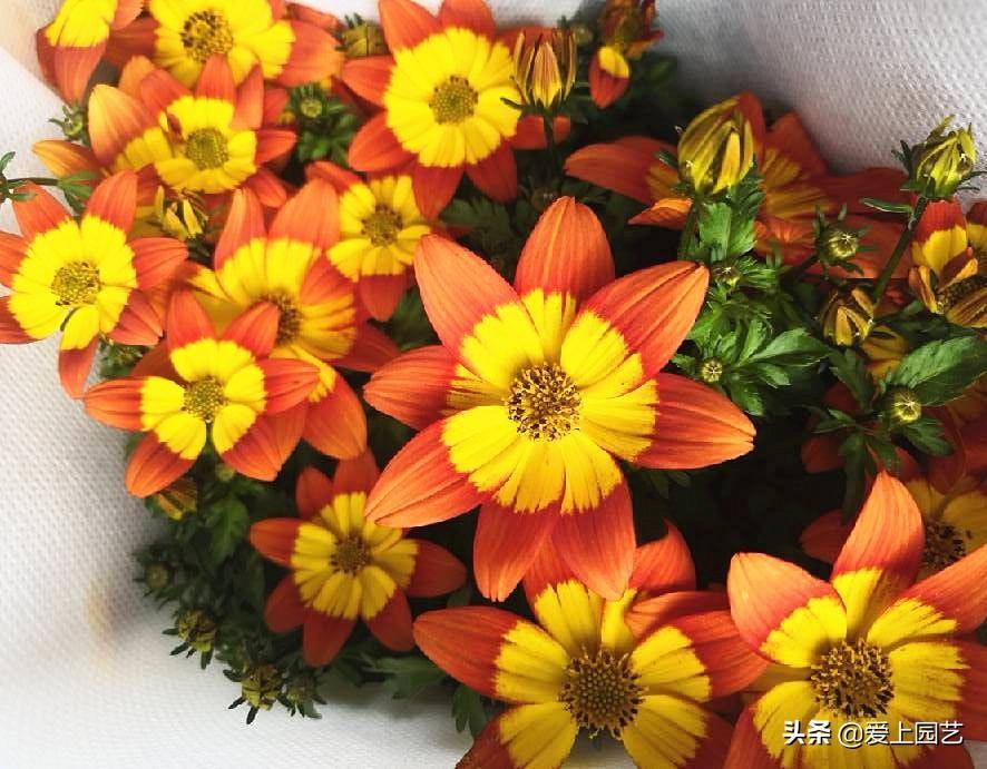 熱文鬼針草養殖方法和注意事項介紹(鬼針草養殖方法和注意事項)