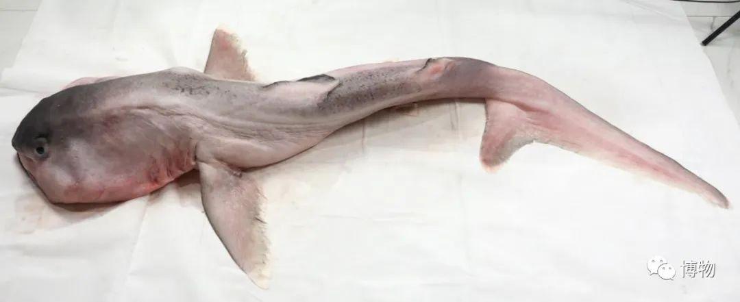 卵生與胎生的區(qū)別(卵生與胎生的區(qū)別在哪里)