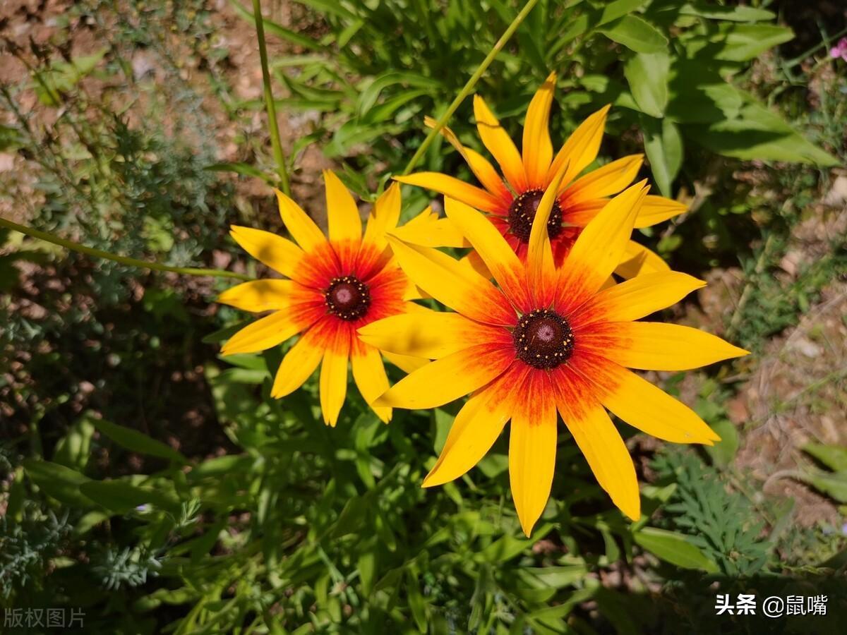 楯的意思(楯怎么讀)