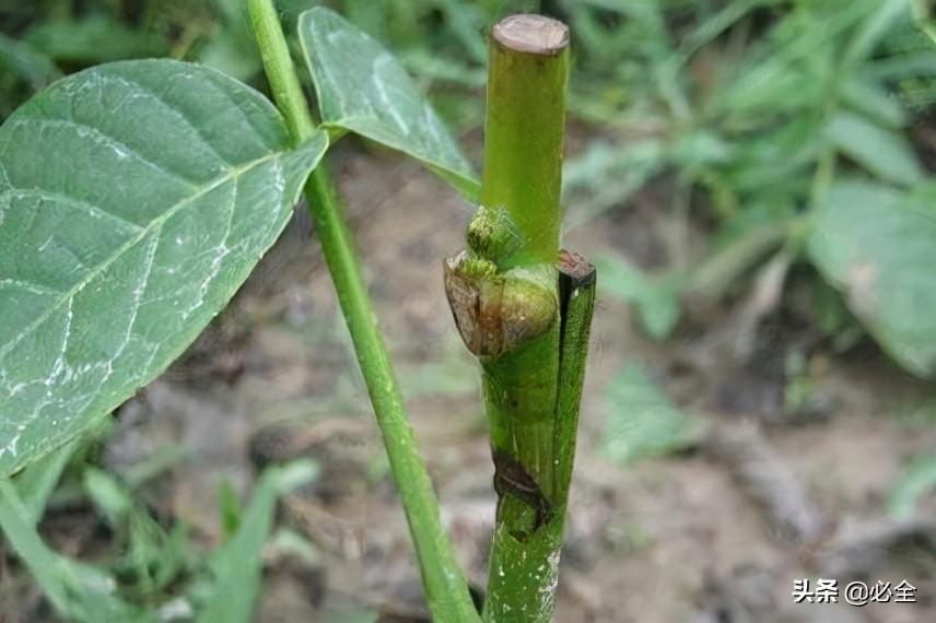 熱文常用的樹苗嫁接方法(樹苗嫁接方法)