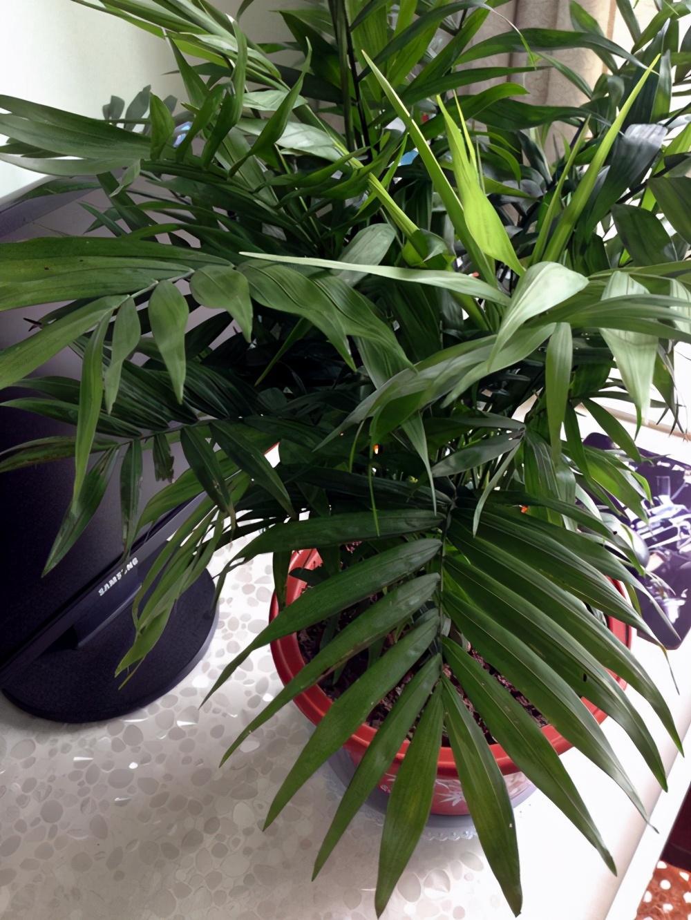 熱文袖珍椰子如何修剪(袖珍椰子怎么修剪方法)