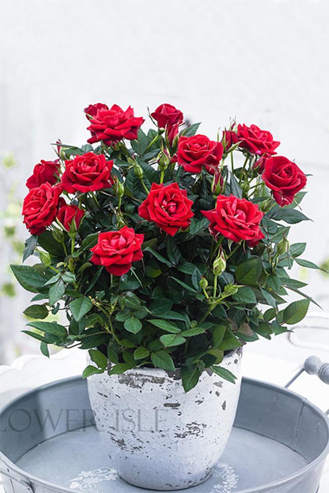 玫瑰怎么養才不會枯萎(玫瑰怎么養才好)