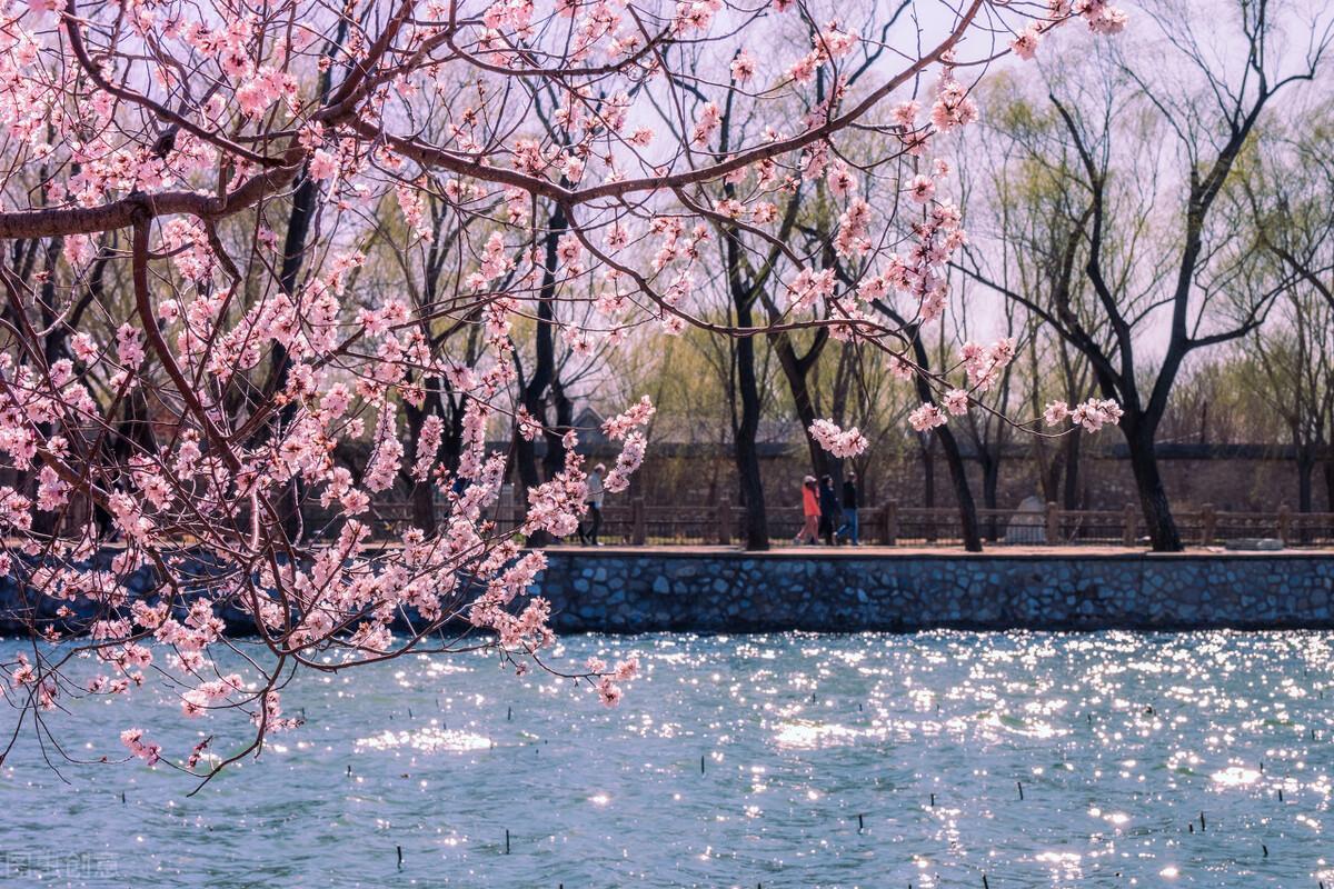 寒食城東即事原文作者是誰(寒食城東即事原文作者)