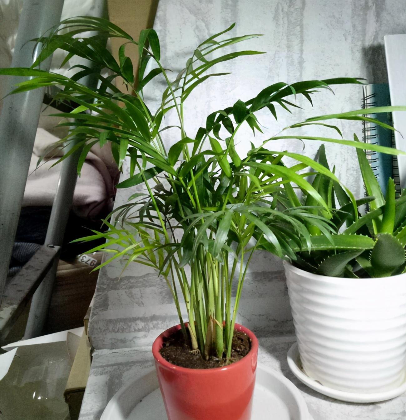 熱文袖珍椰子如何修剪(袖珍椰子怎么修剪方法)