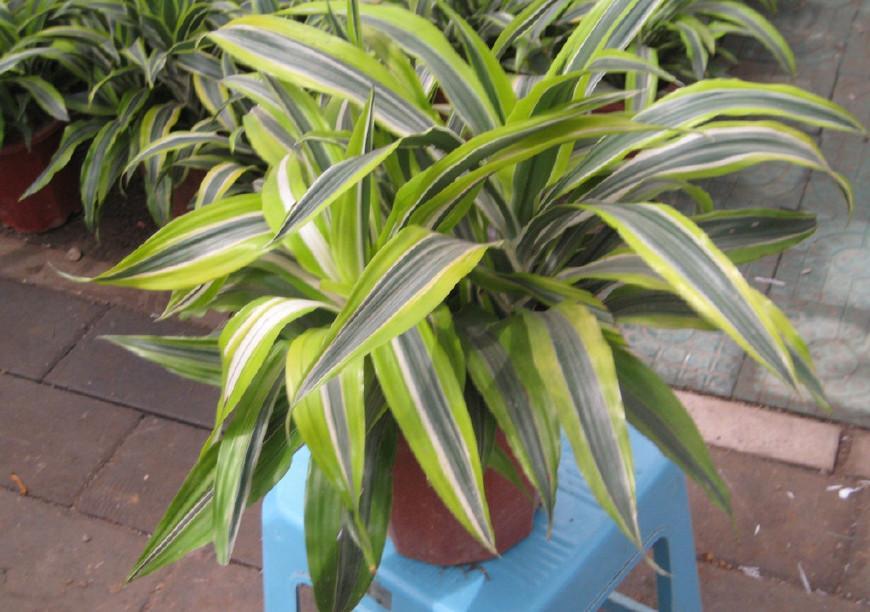 巴西美人繁殖教程和禁忌介紹(巴西美人繁殖方法和注意事項)