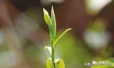 熱文關于白茶簡介(白茶是什么茶類)