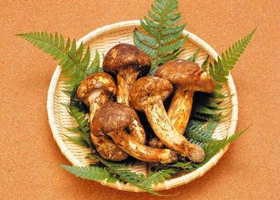 熱文新鮮的野生松茸如何存放(新鮮的野生松茸怎么存放)