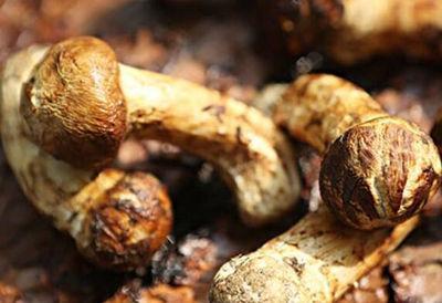 熱文新鮮的野生松茸如何存放(新鮮的野生松茸怎么存放)