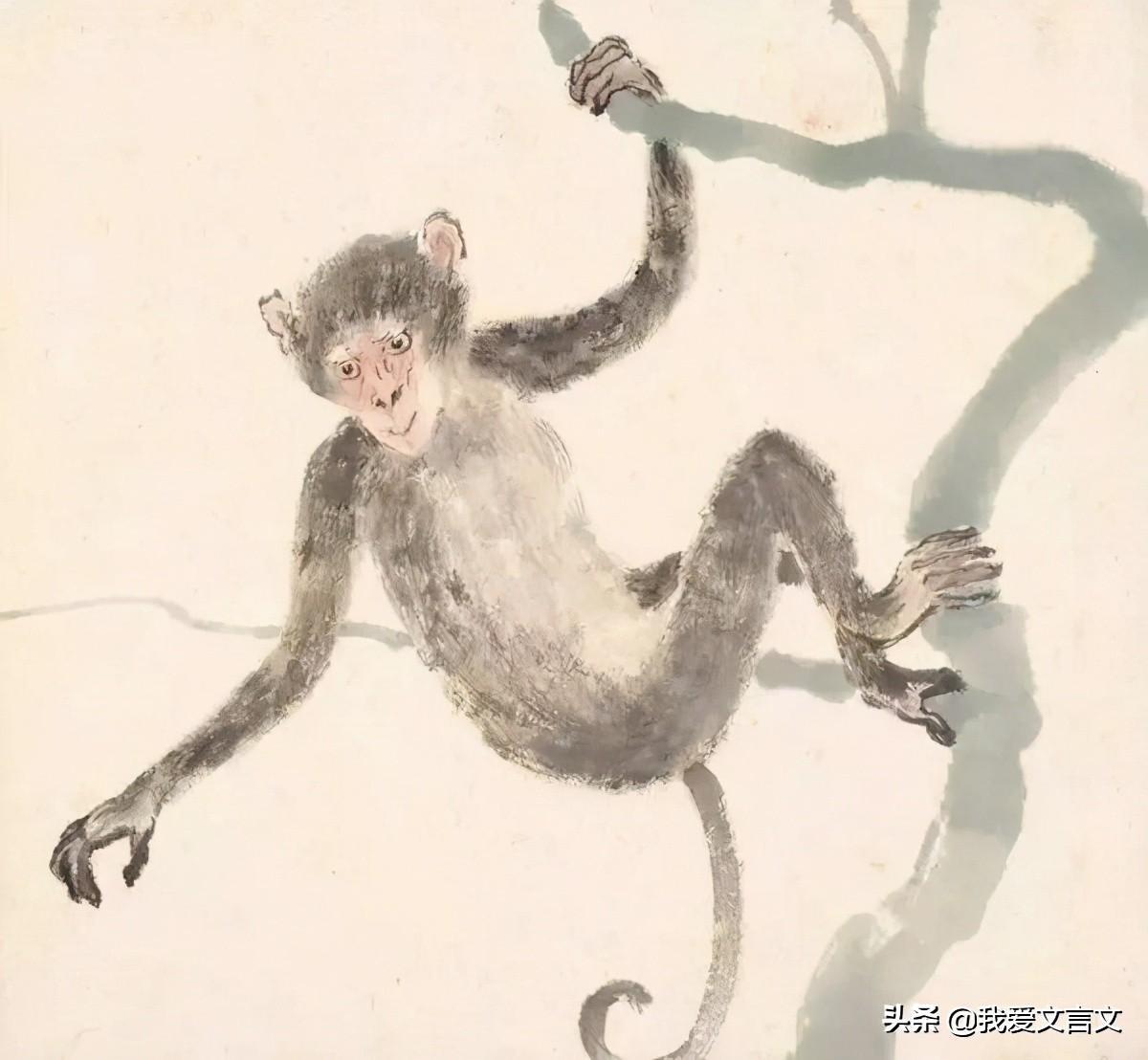 猱的意思(猱怎么讀)