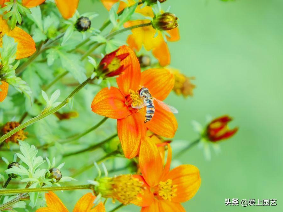 熱文鬼針草養殖方法和注意事項介紹(鬼針草養殖方法和注意事項)