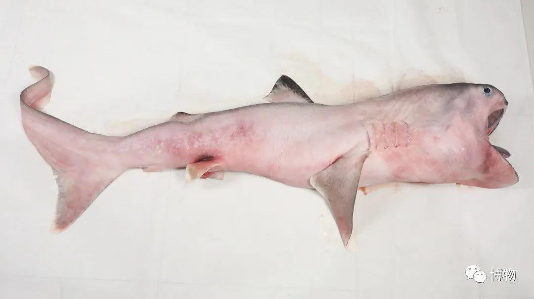 卵生與胎生的區(qū)別(卵生與胎生的區(qū)別在哪里)