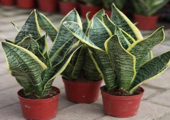 虎皮蘭有什么功效作用(虎皮蘭的功效作用)