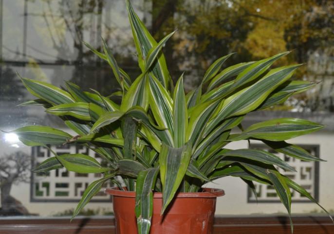 巴西美人繁殖教程和禁忌介紹(巴西美人繁殖方法和注意事項)