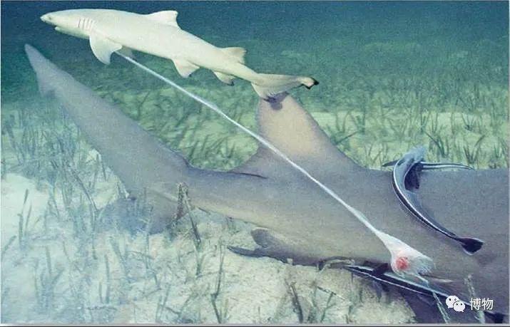 卵生與胎生的區(qū)別(卵生與胎生的區(qū)別在哪里)