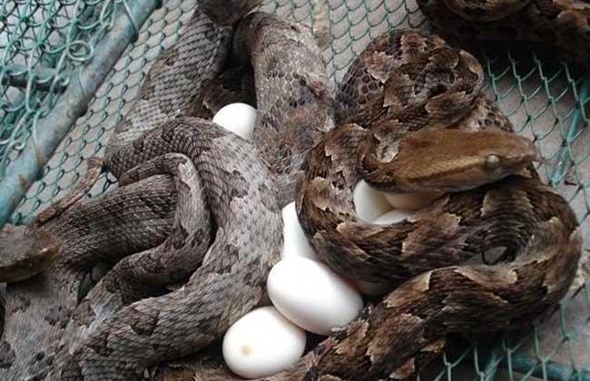 做夢夢到被蛇咬是什么含義(做夢夢到被蛇咬了是什么征兆)