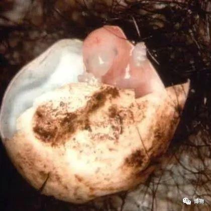 卵生與胎生的區(qū)別(卵生與胎生的區(qū)別在哪里)