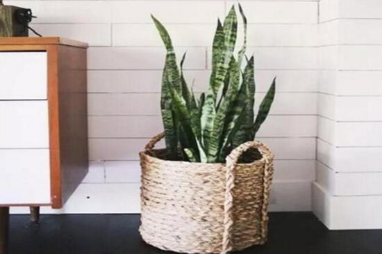 虎皮蘭有什么功效作用(虎皮蘭的功效作用)