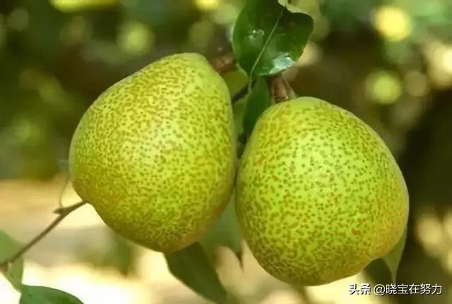 山東特產(chǎn)(山東特產(chǎn)排行榜前十名)