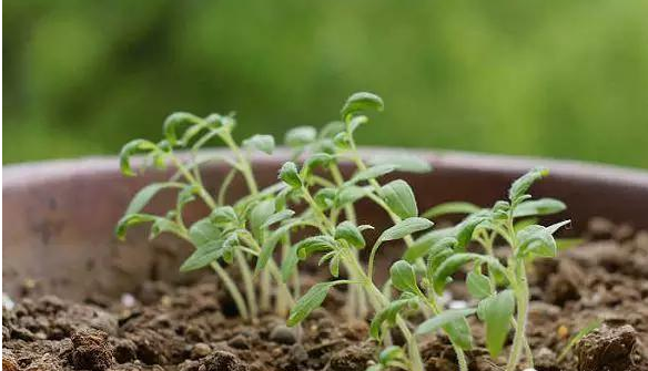 如何在家留種子種植圣女果(圣女果怎么留種子)