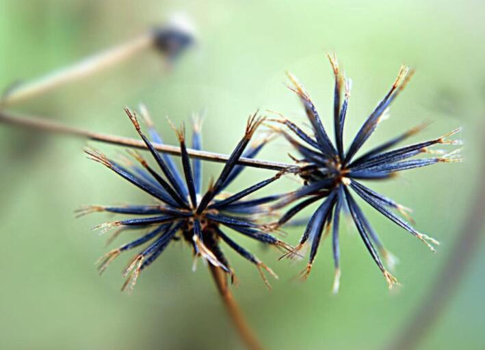 鬼針草養(yǎng)殖方法和注意事項(xiàng)介紹(鬼針草養(yǎng)殖方法和注意事項(xiàng))