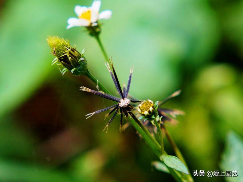 熱文鬼針草養殖方法和注意事項介紹(鬼針草養殖方法和注意事項)