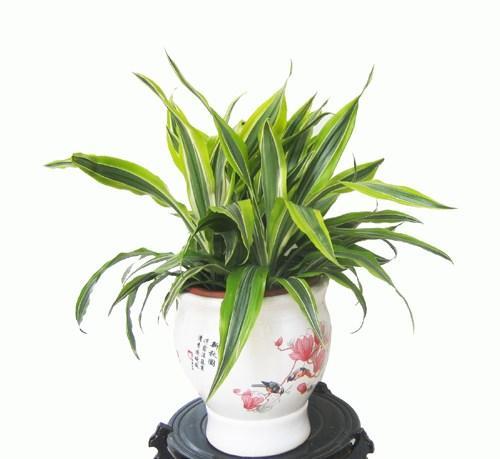 巴西美人繁殖教程和禁忌介紹(巴西美人繁殖方法和注意事項)