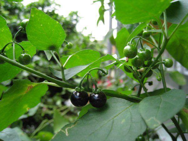 一春一秋不開花的生肖介紹(一春一秋不開花是什么生肖)