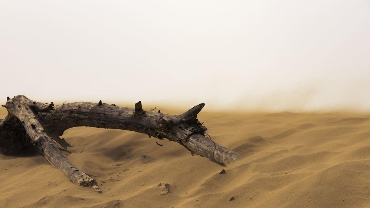 什么是沉木(什么沉木不黃水)