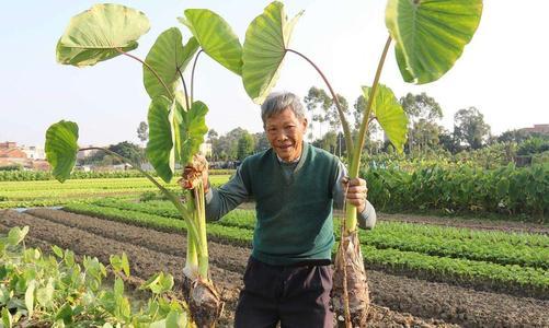種芋頭的方法有什么(種芋頭的方法)
