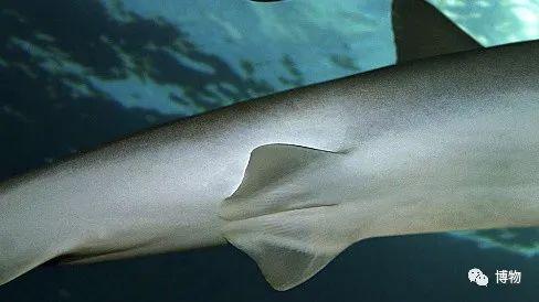 卵生與胎生的區(qū)別(卵生與胎生的區(qū)別在哪里)