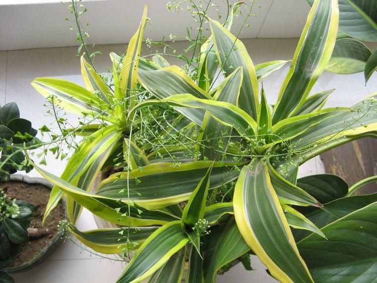 巴西美人繁殖教程和禁忌介紹(巴西美人繁殖方法和注意事項)