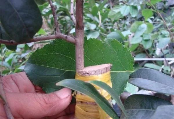 常用的樹苗嫁接方法(樹苗嫁接方法)