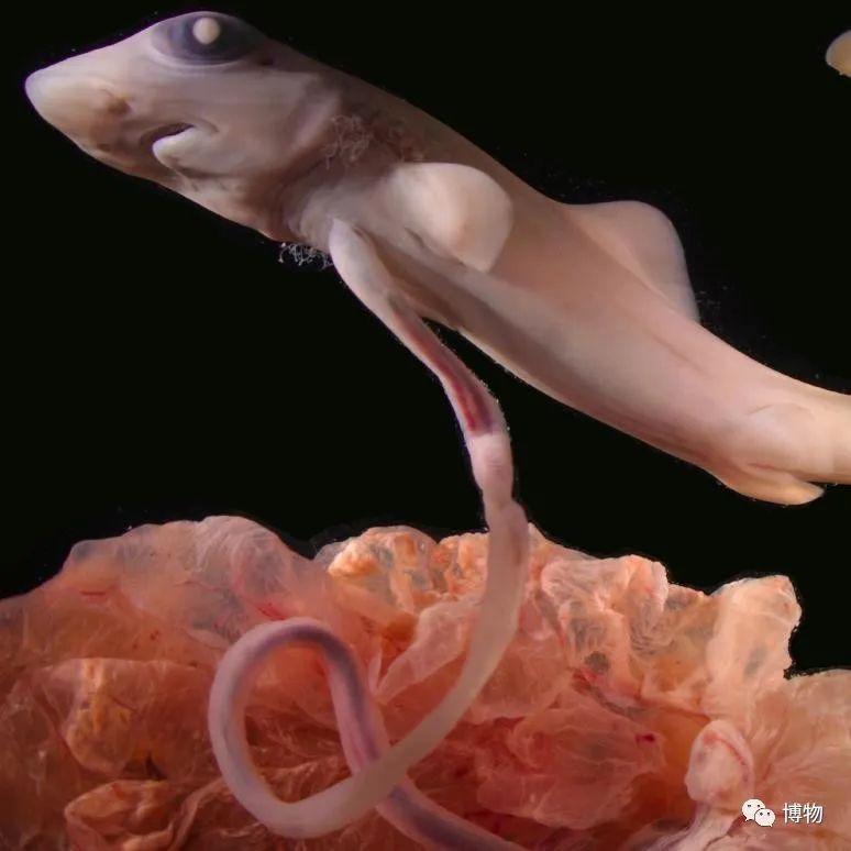 卵生與胎生的區(qū)別(卵生與胎生的區(qū)別在哪里)