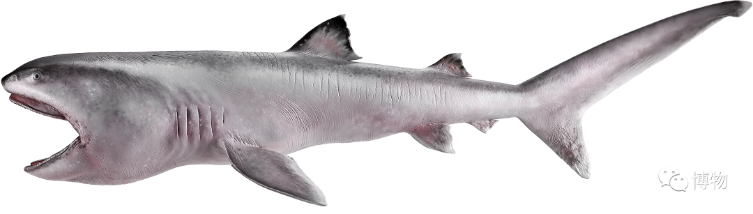 卵生與胎生的區(qū)別(卵生與胎生的區(qū)別在哪里)