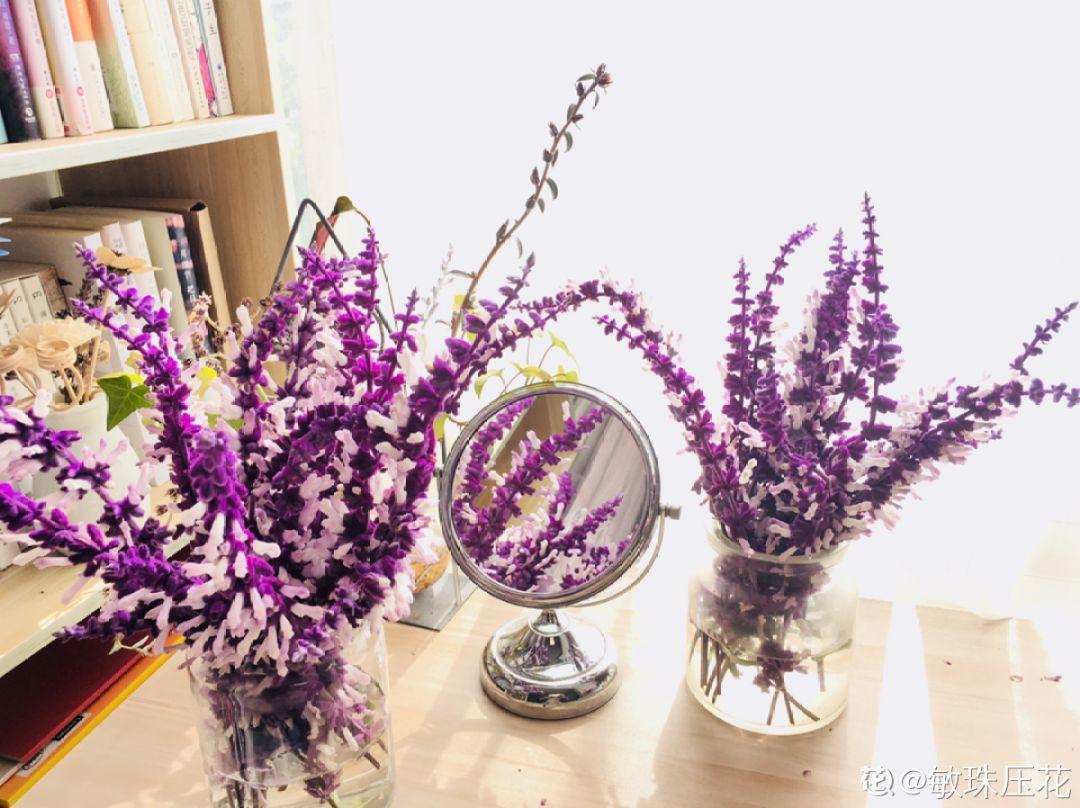 一春一秋不開花的生肖介紹(一春一秋不開花是什么生肖)