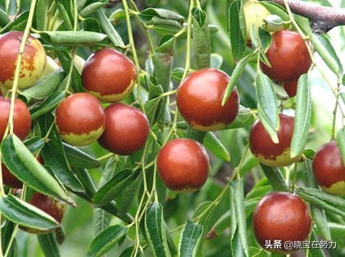 山東特產(chǎn)(山東特產(chǎn)排行榜前十名)